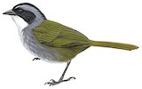 Grey-browed Brushfinch Illustration