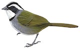 White-browed Brushfinch Illustration