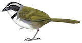 Caracas Brushfinch Illustration