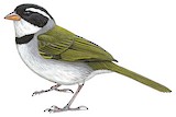 Saffron-billed Sparrow Illustration