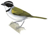 Pectoral Sparrow Illustration