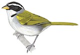 Sao Francisco Sparrow Illustration