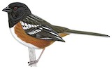 Spotted Towhee Illustration