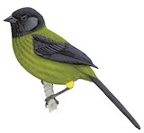 Yellow-green Brushfinch Illustration