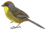 Rufous-capped Brushfinch Illustration