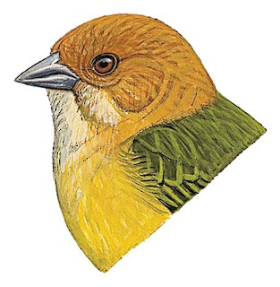 Atlapetes semirufus albigula