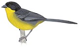 White-naped Brushfinch Illustration