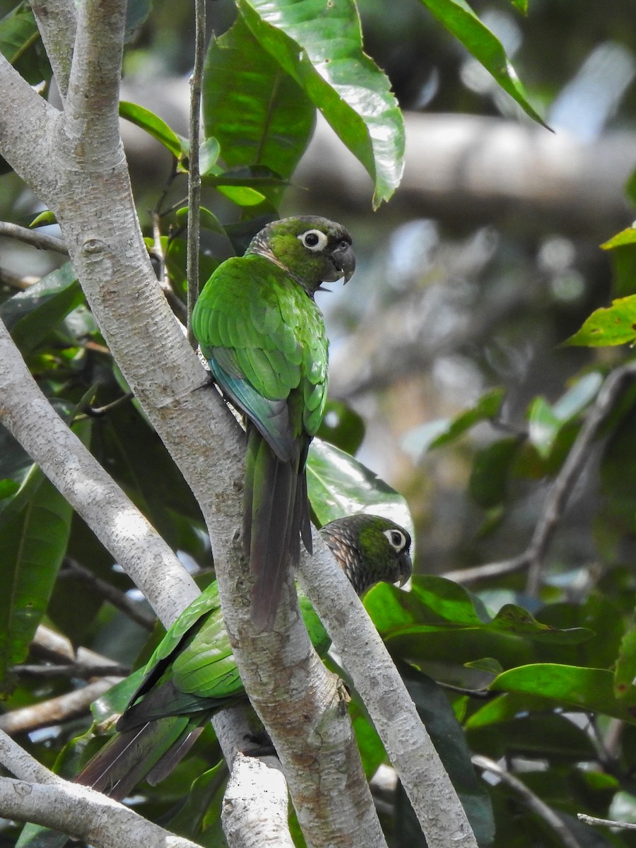 Maroon-tailed Parakeet - ML153706611