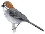 Rufous-eared Brushfinch Illustration