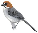 Apurimac Brushfinch Illustration