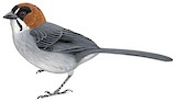 Black-spectacled Brushfinch Illustration