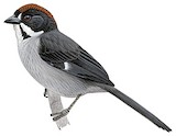 Slaty Brushfinch Illustration