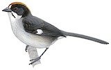 White-winged Brushfinch Illustration