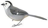 White-headed Brushfinch Illustration