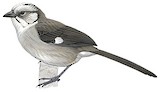 Pale-headed Brushfinch Illustration