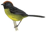 Grey-eared Brushfinch Illustration