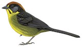 Bolivian Brushfinch Illustration