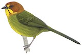 Fulvous-headed Brushfinch Illustration