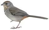 Canyon Towhee Illustration