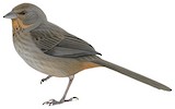 California Towhee Illustration