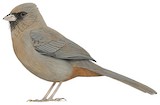 Abert's Towhee Illustration