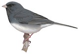 Dark-eyed Junco Illustration