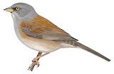 Baird's Junco Illustration