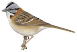 Rufous-collared Sparrow Illustration