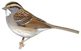 White-throated Sparrow Illustration