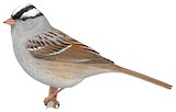 White-crowned Sparrow Illustration