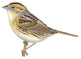 LeConte's Sparrow Illustration