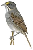 Seaside Sparrow Illustration