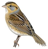 Nelson's Sparrow Illustration