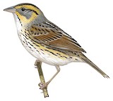 Saltmarsh Sparrow Illustration