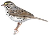 Savannah Sparrow Illustration