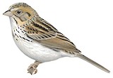 Baird's Sparrow Illustration