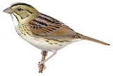 Henslow's Sparrow Illustration