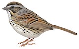 Sierra Madre Sparrow Illustration