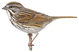 Song Sparrow Illustration