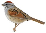 Swamp Sparrow Illustration