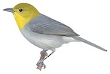 Yellow-headed Warbler Illustration