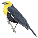 Yellow-headed Blackbird Illustration