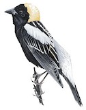 Bobolink Illustration