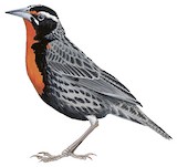 Peruvian Meadowlark Illustration