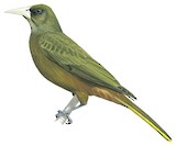 Dusky-green Oropendola Illustration