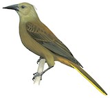 Russet-backed Oropendola Illustration