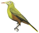 Green Oropendola Illustration