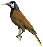 Montezuma Oropendola Illustration