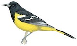 Scott's Oriole Illustration