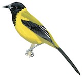 Audubon's Oriole Illustration